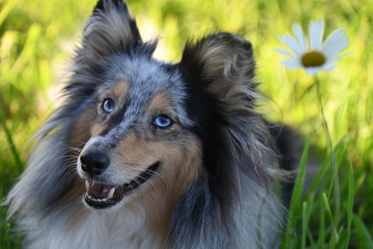 Shetland Sheepdog attentive and thoughtful, reflecting clever problem-solving skills