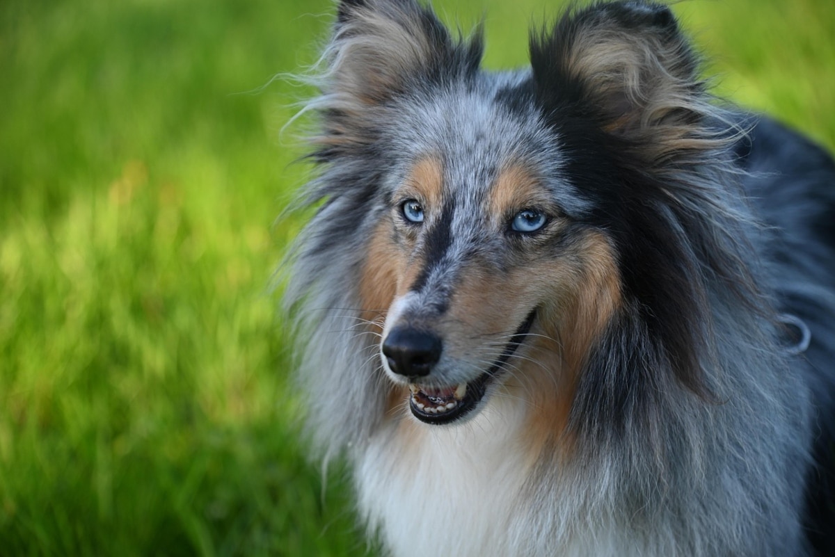 Shetland Sheepdog with a gentle expression and body language that clings lovingly.