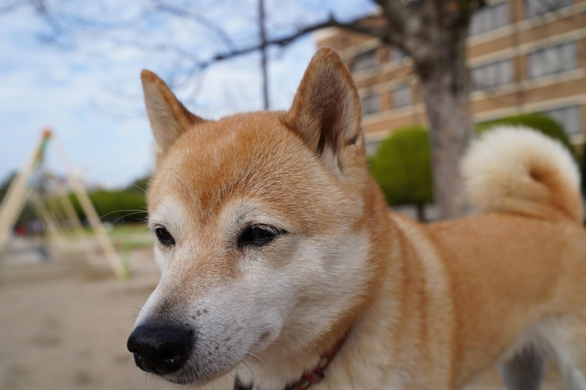Shiba Inu mid-zoomie with a wide, mischievous grin.