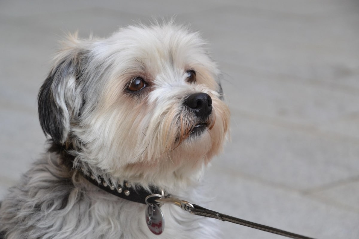 Shih Tzu calm and affectionate showing polite and relaxed demeanor