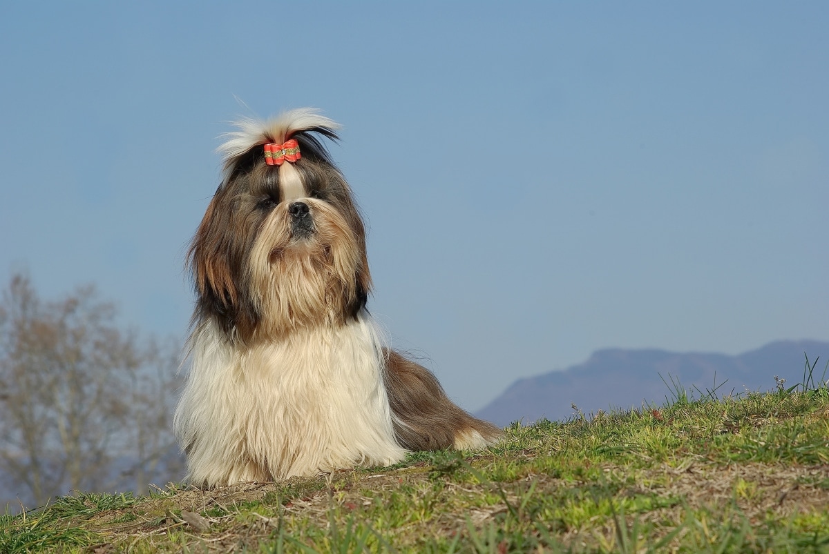 Shih Tzu radiating a gentle, affectionate presence.