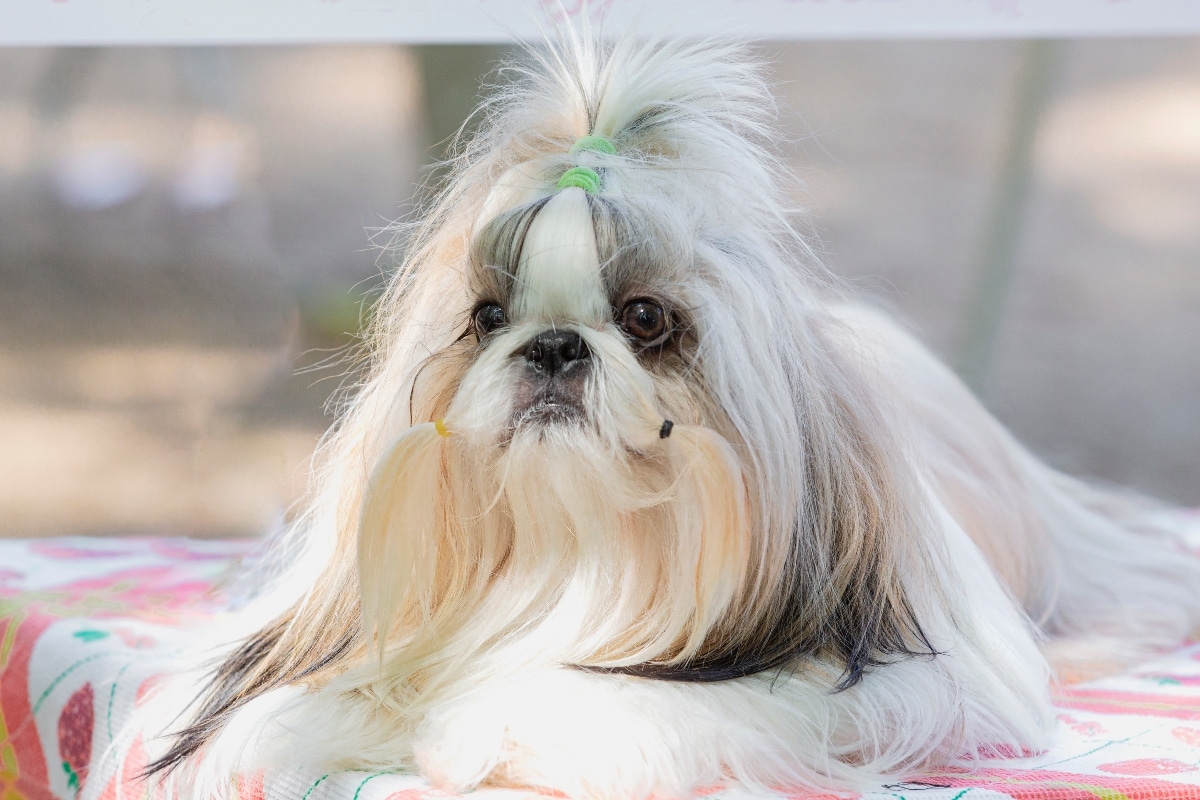Shih Tzu with long ears and a dignified look.