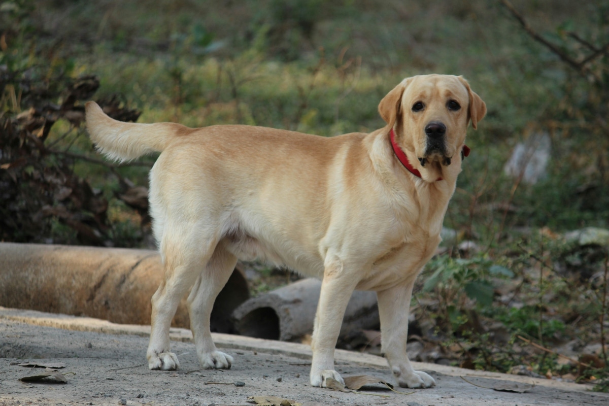 Labrador Retriever beaming with joy, tail mid-wag in friendly excitement