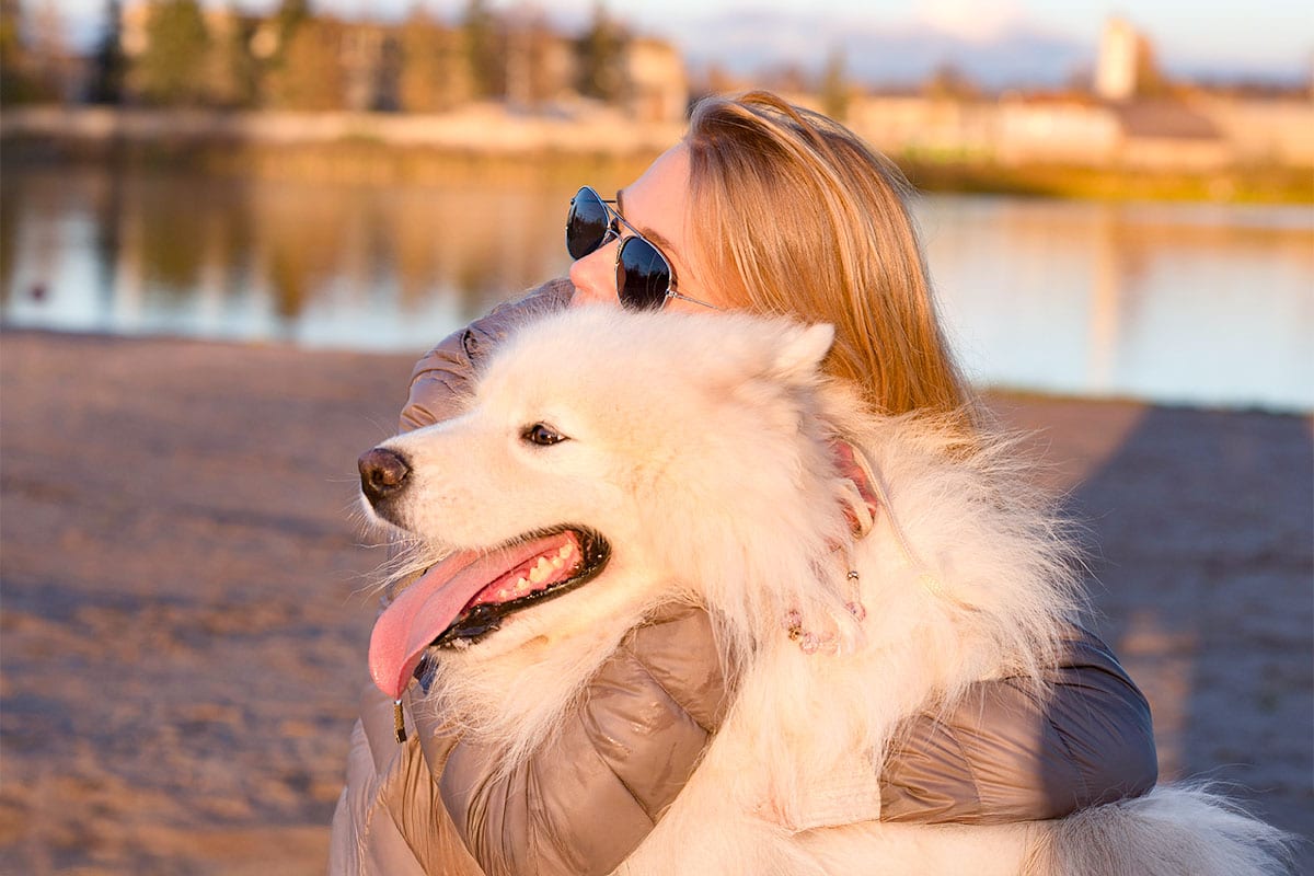 Samoyed smiling brightly, its fluffy white coat glowing with warmth and friendliness.