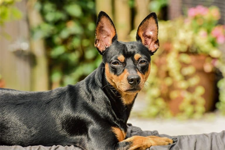 Image showcasing 13 Easy Dog Breeds That Need Minimal Grooming & Maintenance ...