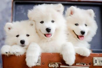 PetWireDaily — 4 Best Supplements for Samoyed Puppies (+1 to Avoid)