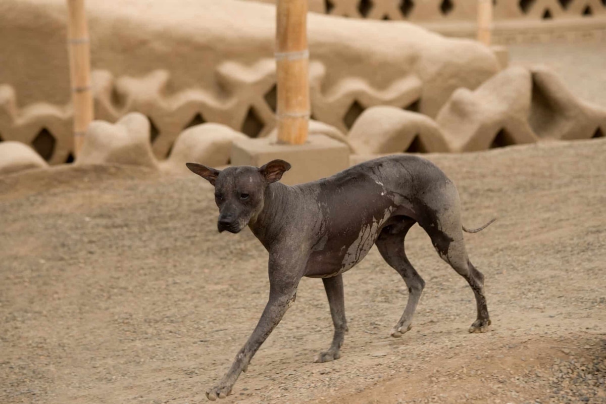 Peruvian Hairless Dog displaying its smooth skin and elegant stance.