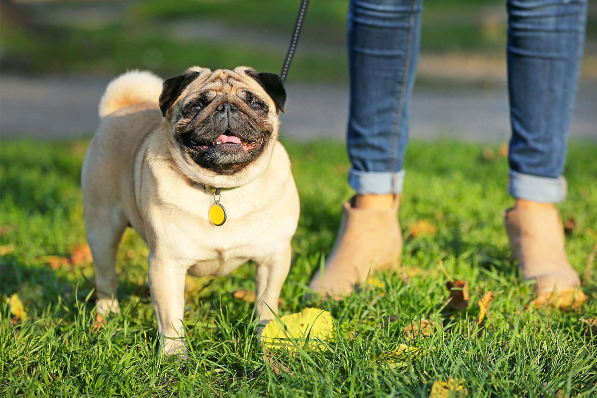 Pug lounging contentedly, radiating charm with a friendly expression