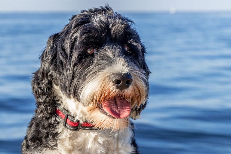 Sand Color Dog 13 Beachy Dog Breeds Who Love to Get Their Paws Sandy - iHeartDogs.com