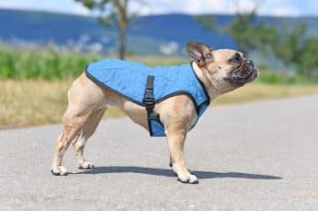 Best Mobility Harnesses for Senior Dogs