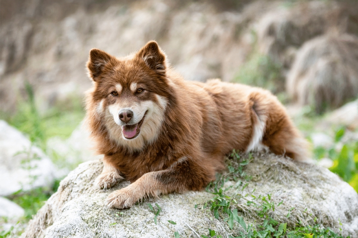 Finnish Lapphund observing with calm intelligence and focus.