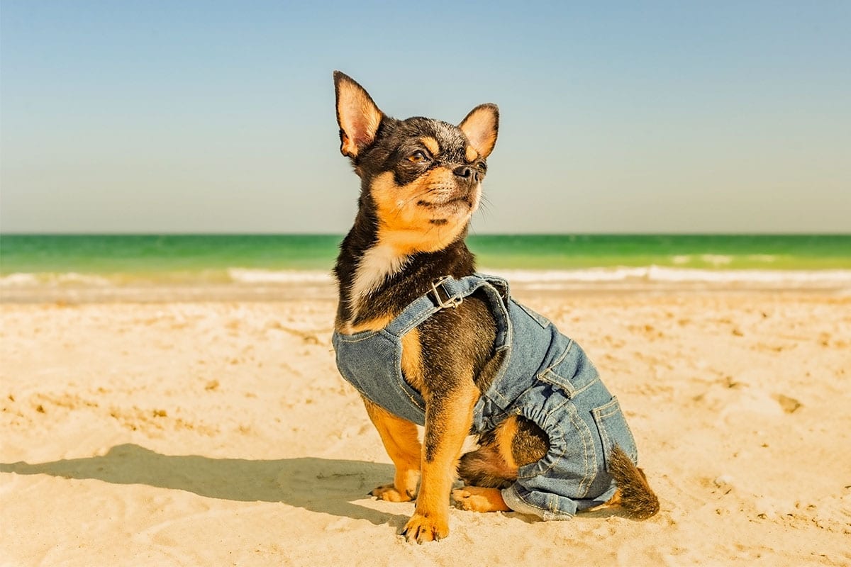  A confident Chihuahua standing tall with an assertive posture, exuding professional charm.