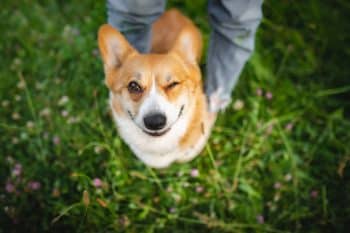 A goofy dog caught mid-expression, radiating playful charm and joyful silliness