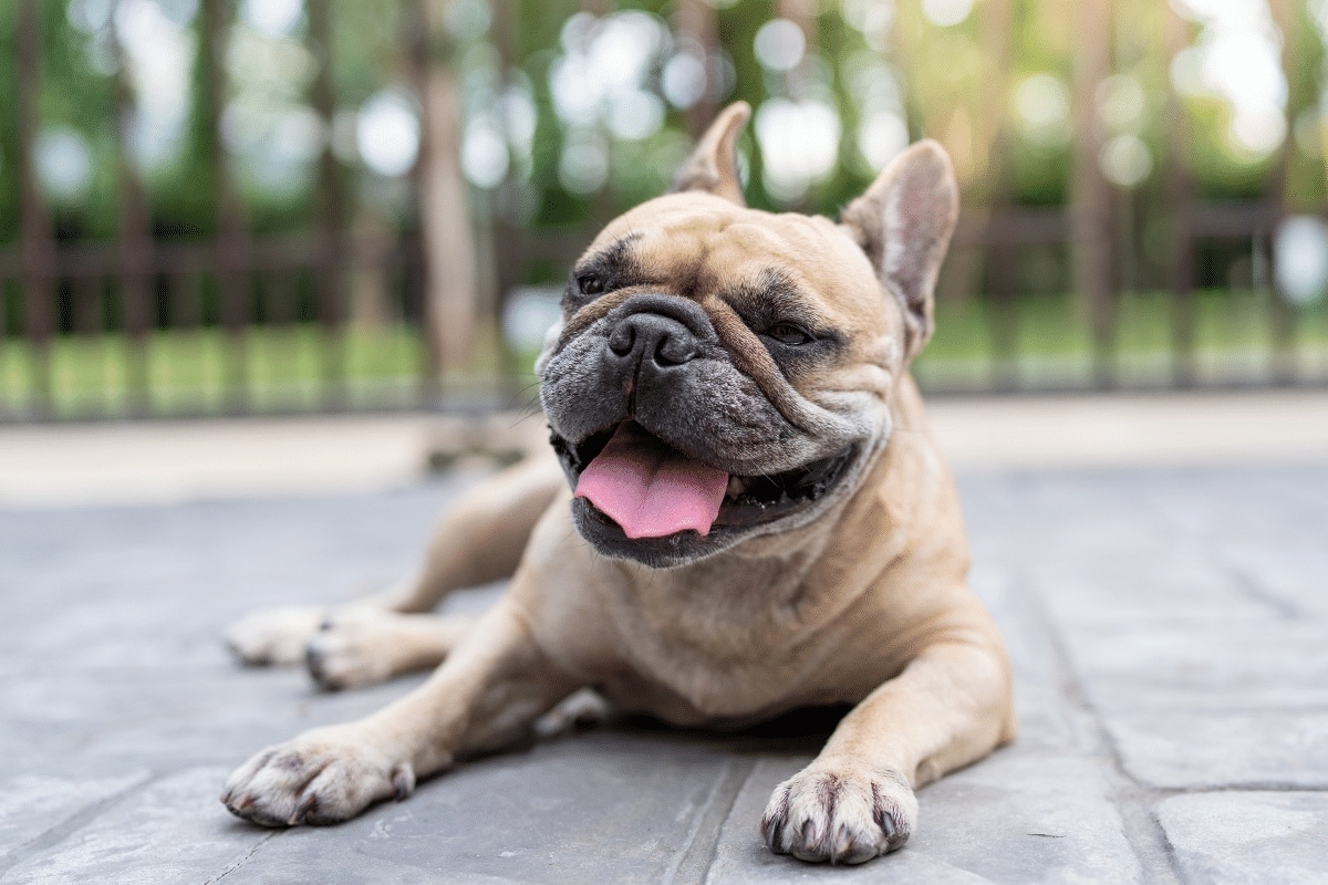  French Bulldog looking curious and content, symbolizing its fun-loving bond with children.