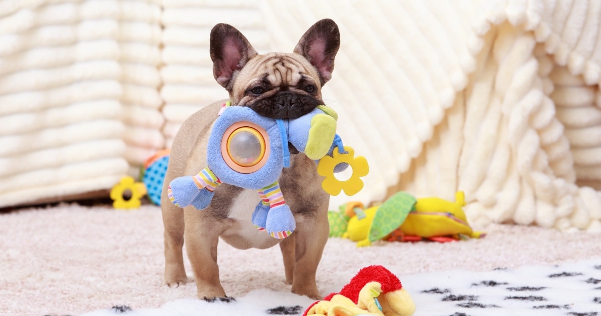 27 Can’t-Miss Early Prime Day Deals for Your Furry BFF