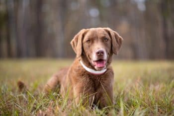 Chesapeake Bay Retriever