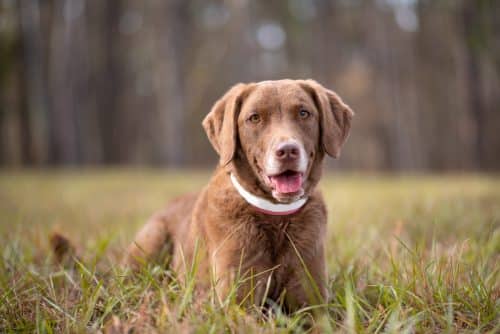 13 Nature Loving Dog Breeds Who Thrive In Woods And Water IHeartDogs