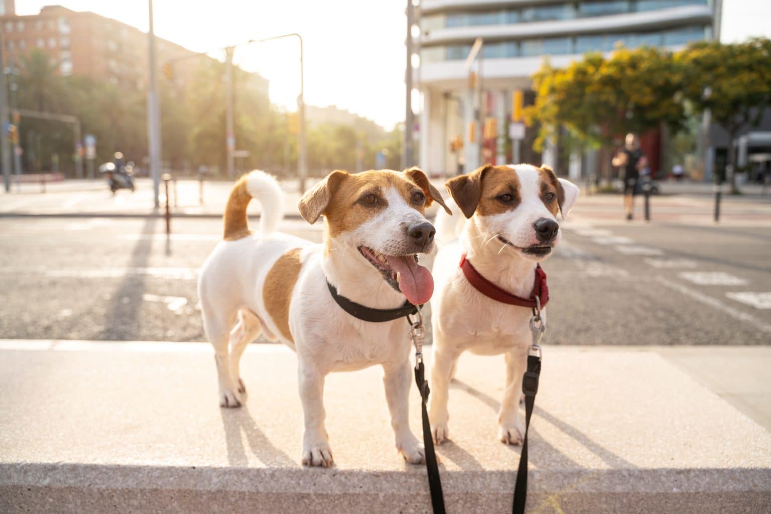 8 Best Milk Thistle Supplements for Dogs - iHeartDogs.com - Can Dogs Eat Wild Artichoke Thistle