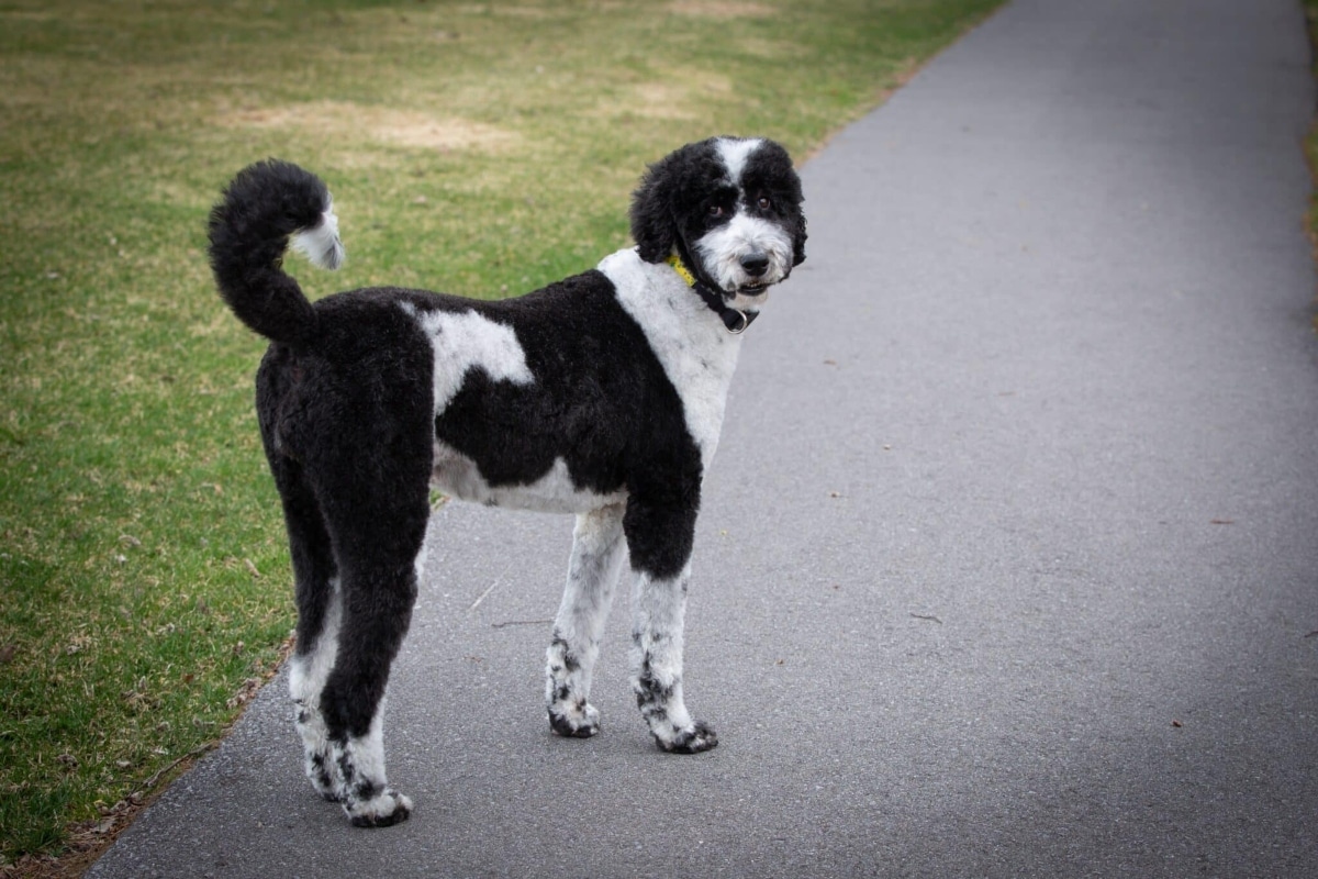 Sheepadoodle bounding playfully with a fluffy coat and joyful expression.