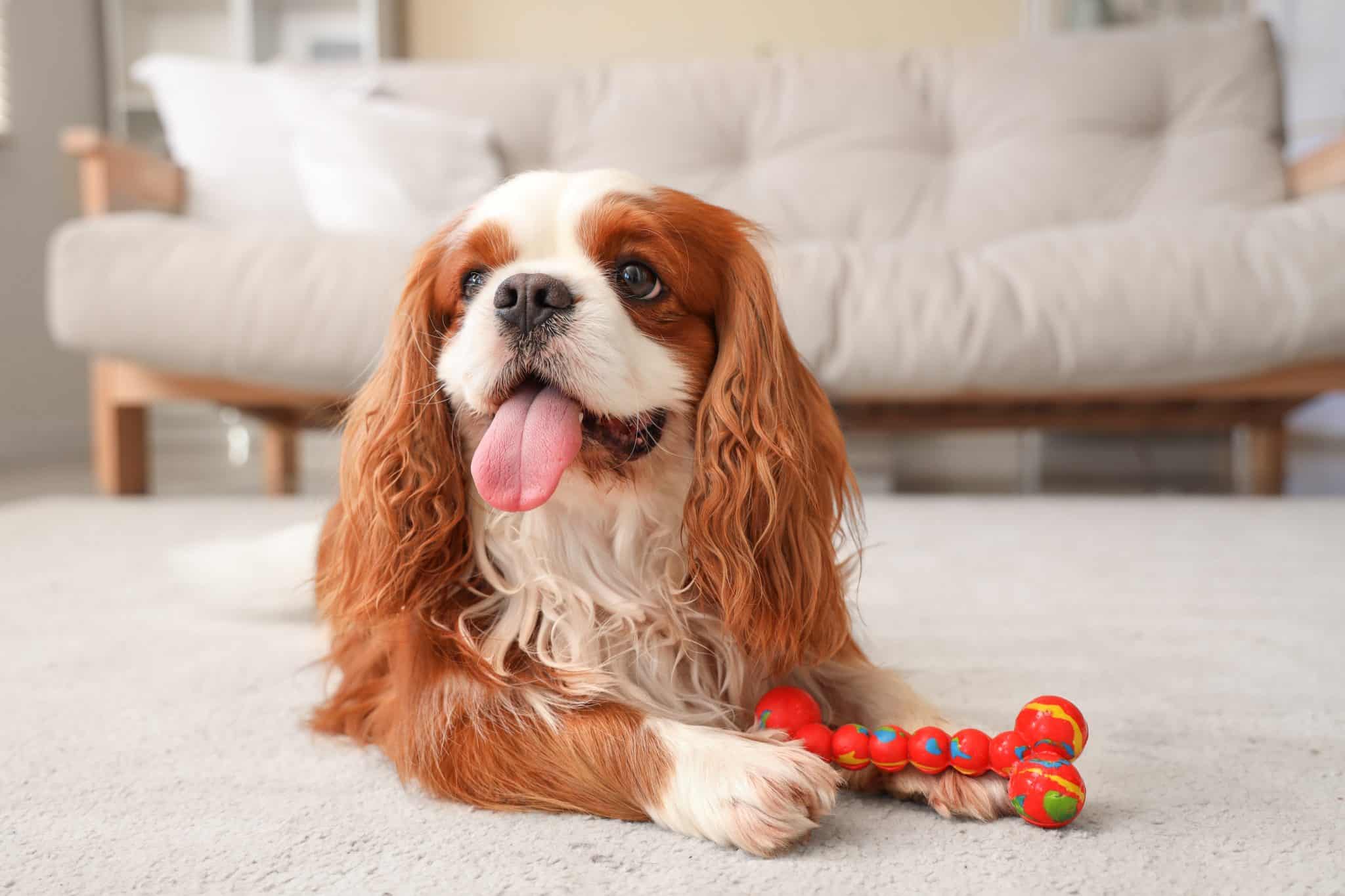 Cavalier King Charles Spaniel gentle and loving showing calm beginner friendly nature