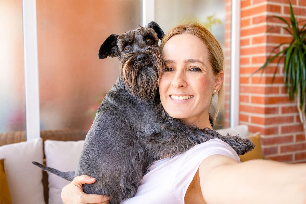 Miniature Schnauzer standing proudly, full of spunky energy