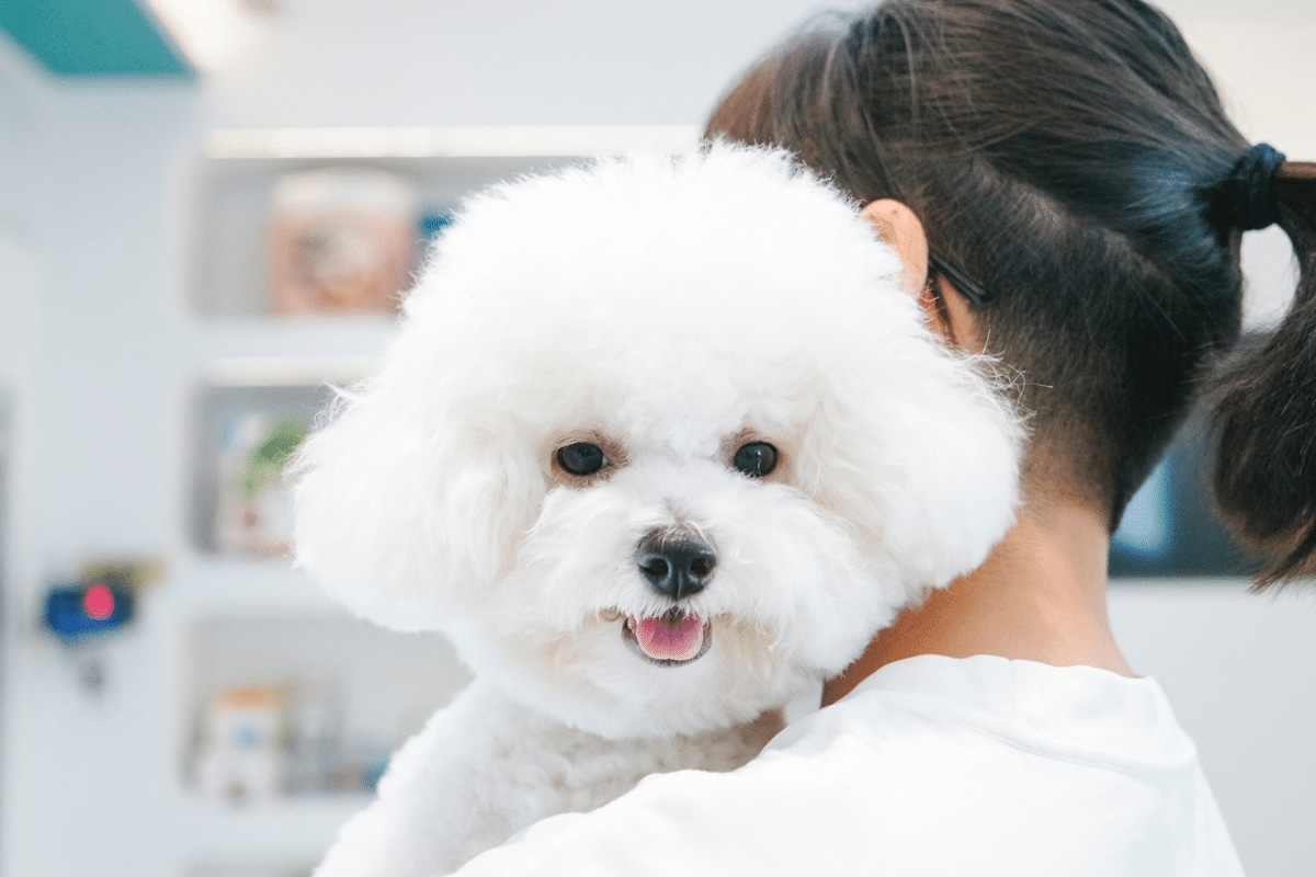 Bichon Frise beaming with joy, bringing gentle happiness and presence.