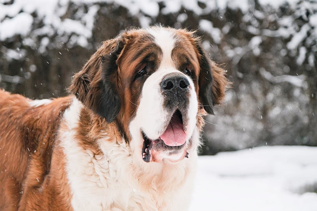 Saint Bernard showing calm warmth and sturdy confidence in snowy conditions.