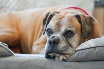 PetWireDaily — Choosing The Best Joint Supplement for a Boxer – 6 Things You Must Know