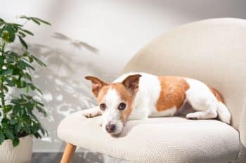 A dog perched on a couch cushion, exuding contentment and playful defiance