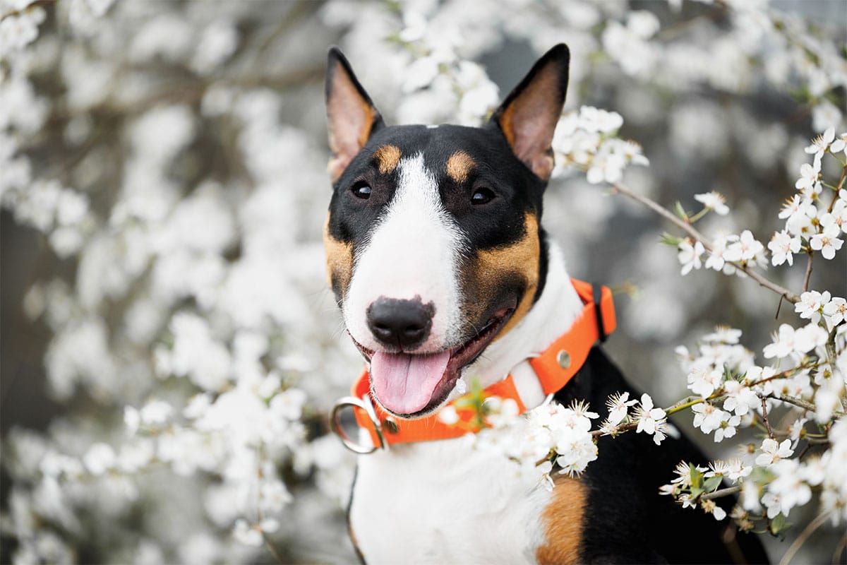 Bull Terrier striking a funny pose, exuding wild and humorous charm.