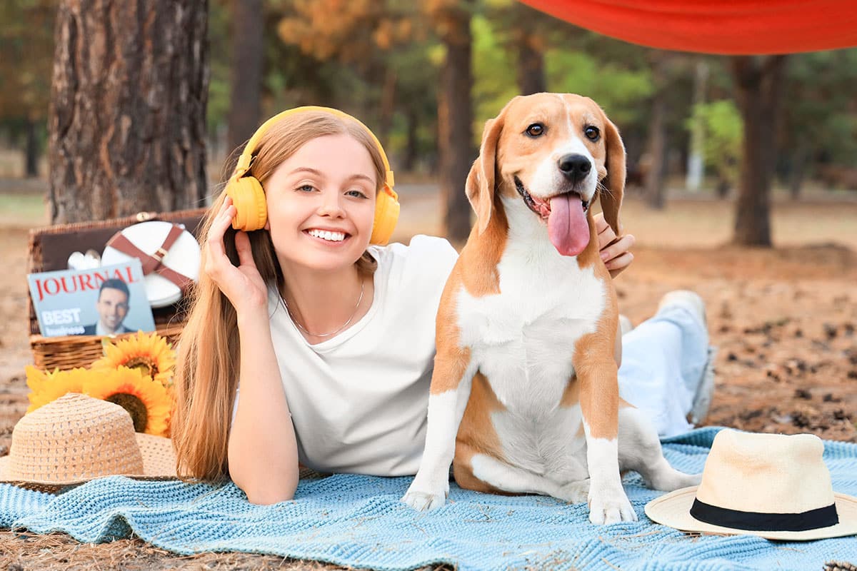 Beagle with hopeful, loyal gaze following closely.