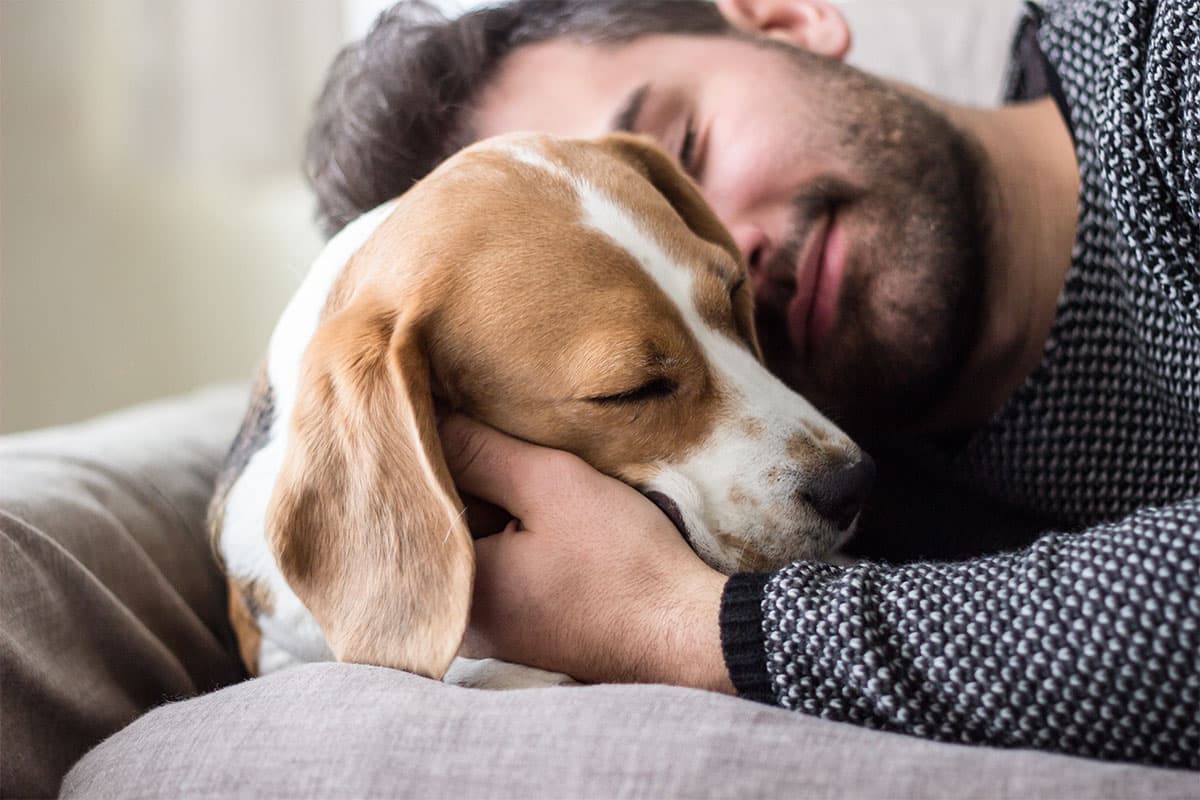 Beagle sitting beside its owner, offering comfort and companionship with its gentle nature