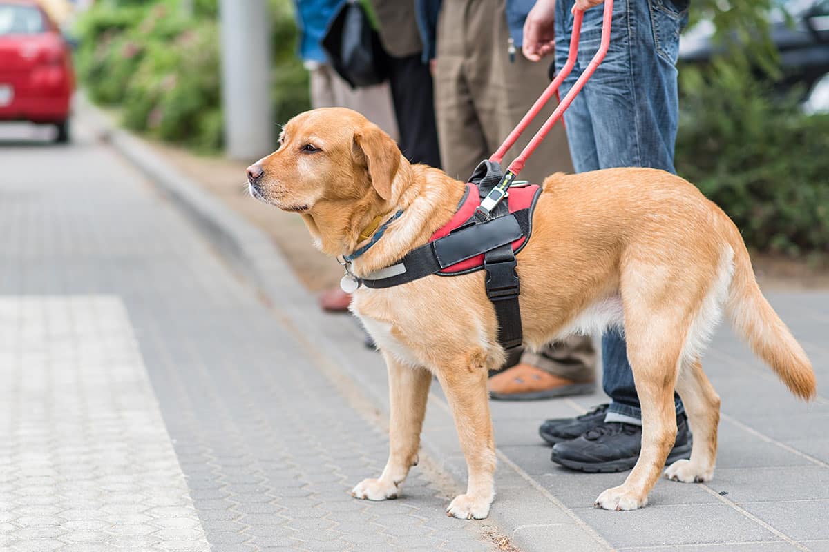 Golden Retriever smiling warmly and showing a gentle, welcoming look.