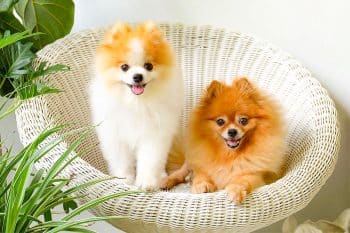 A lovable dog with soulful eyes exudes pure affection and joy.