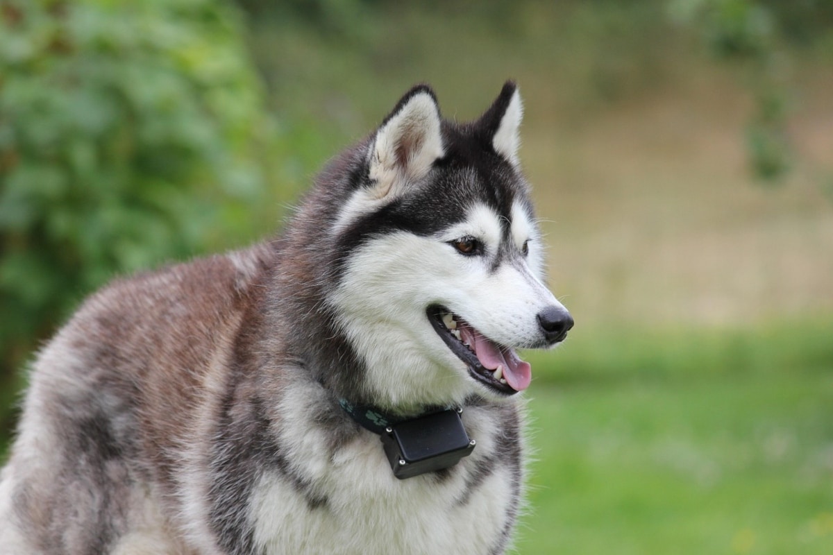 Siberian Husky radiating adventurous joy and expressive friendliness.