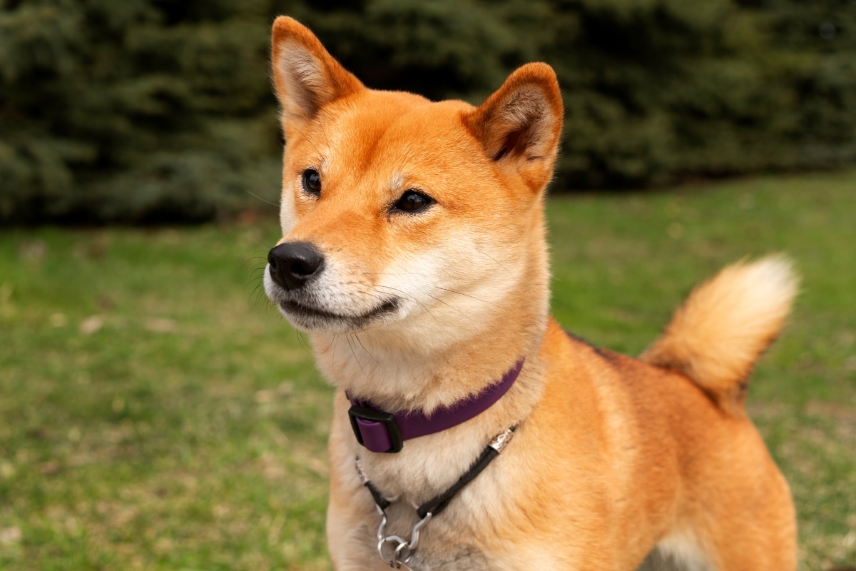 Shiba Inu standing proudly, showing confident independence and alert focus.