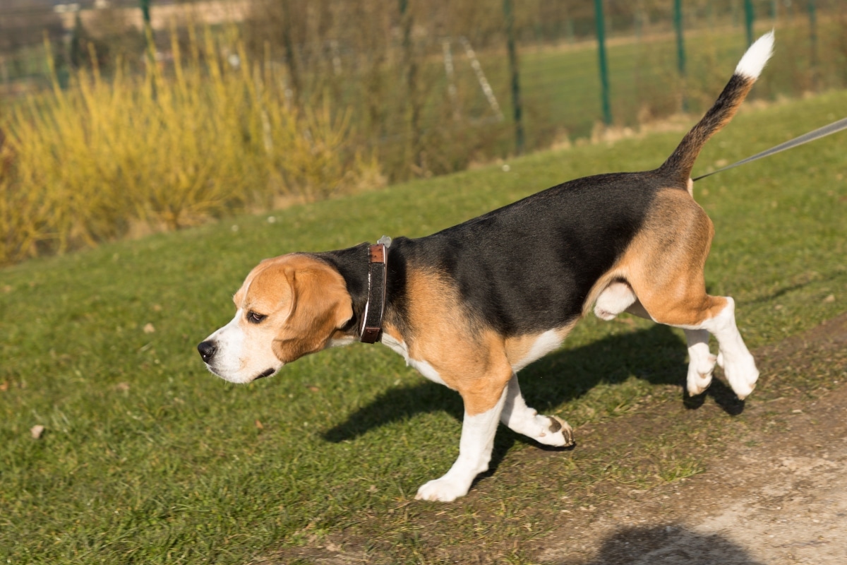 Beagle with tail up and nose down, walking eagerly with focused curiosity