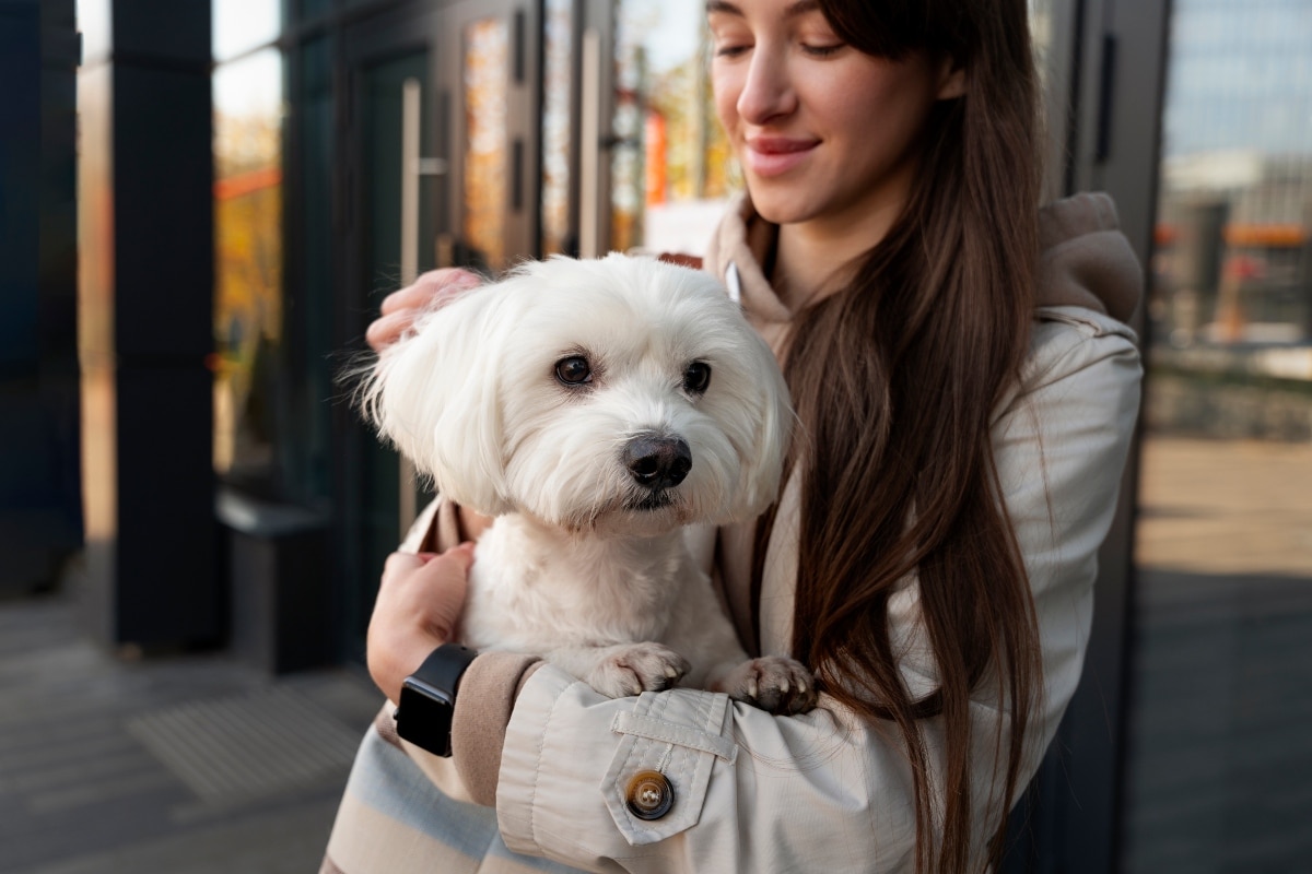 Maltese dog being held gently, showing calm loyalty and cozy softness.