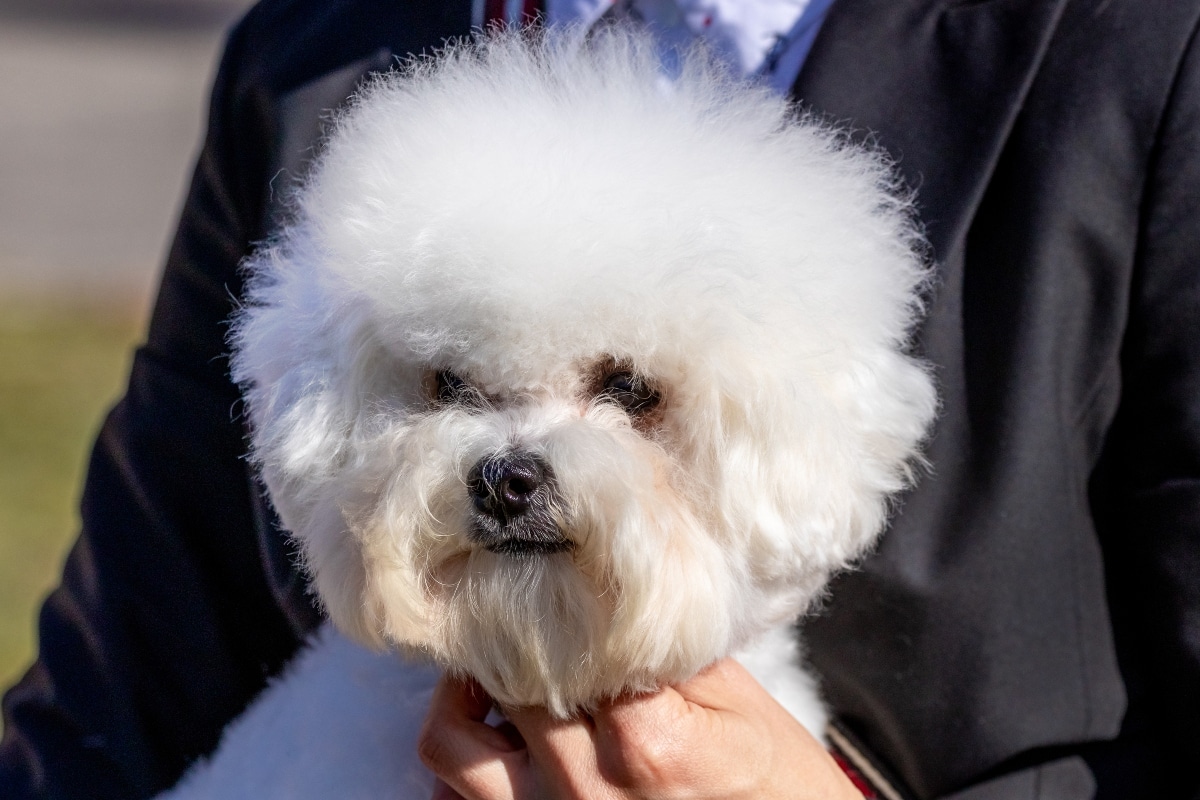 Bichon Frise curled up softly, capturing cuddly fluff and affectionate sweetness.