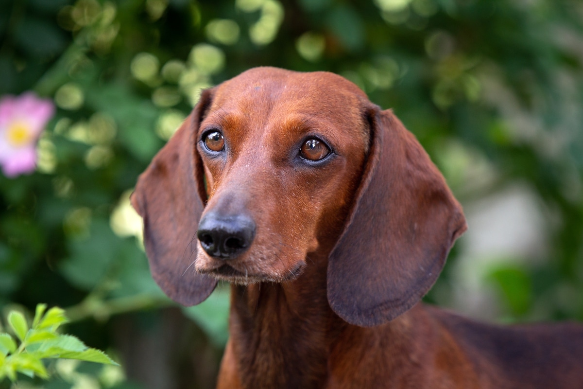 Dachshund with long ears and a curious look.