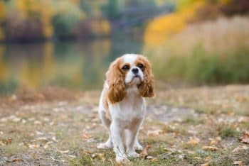Cavalier King Charles Spaniel with soulful eyes and flowing ears.