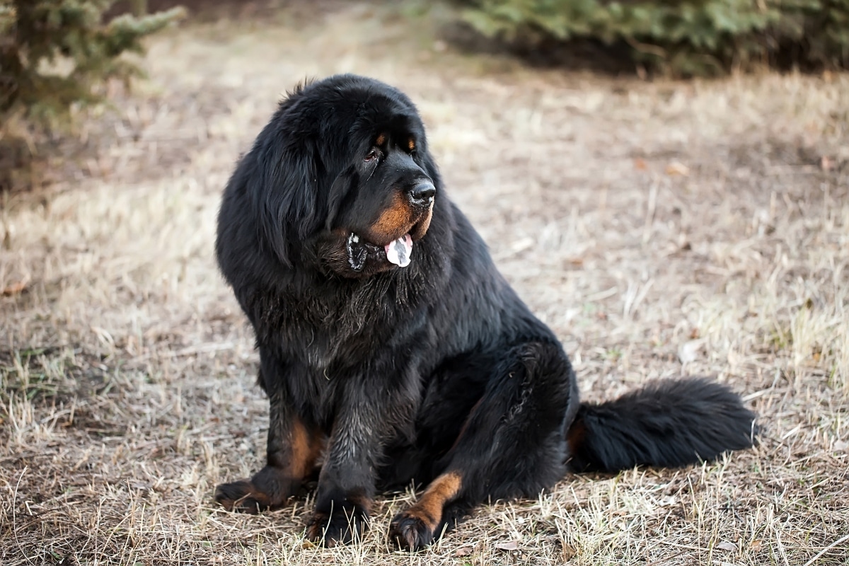 Tibetan Mastiff sitting watchfully, reflecting ancient wisdom and calm independence.