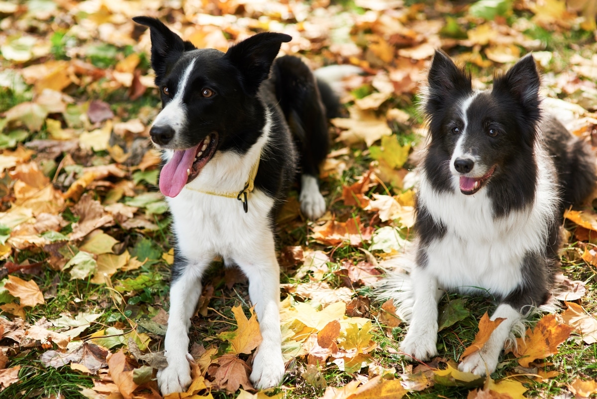 Border Collie with focused gaze, embodying alert devotion and emotional awareness.