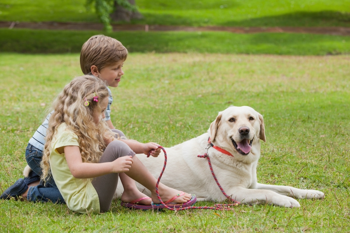 A calm Golden Retriever with kind eyes, embodying gentleness and love for children.