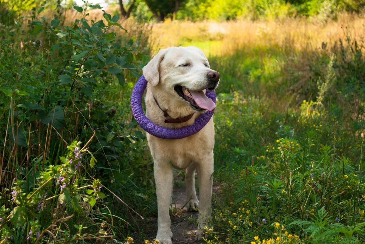 Labrador Retriever displaying a friendly demeanor, symbolizing loyalty and companionship.
