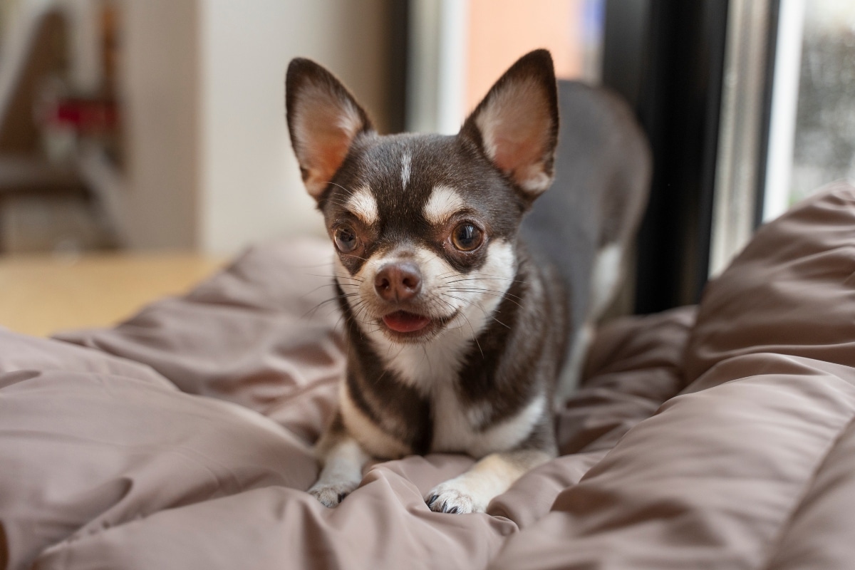 Small Chihuahua with alert ears and expressive eyes.