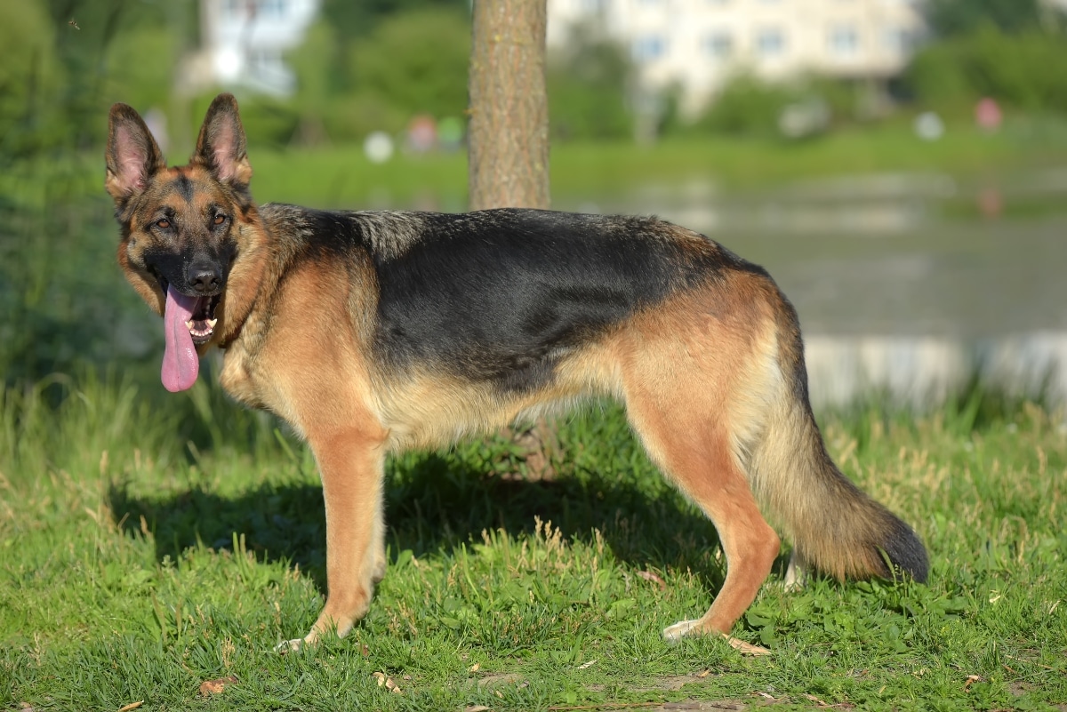 A devoted dog sitting calmly beside their person, showing loyal companionship.