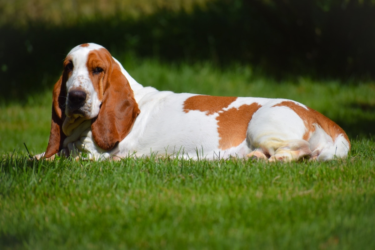 Basset Hound lying down calmly with a gentle, lovable expression.