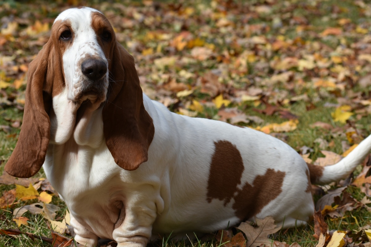 Basset Hound with long ears hanging low, resting peacefully with soulful eyes