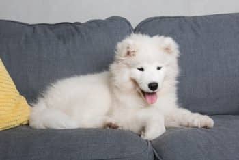A joyful dog beaming with a wide, goofy grin that radiates pure fun and charm.